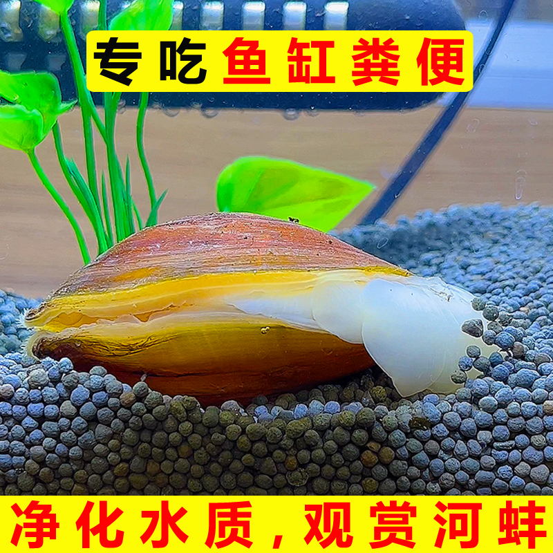专吃鱼屎粪便黄金小河蚌河蚬淡净水观赏螺鲜活物黑金刚贝壳苗活体