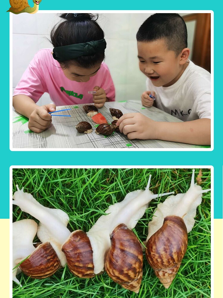 学生饲养蜗牛活体宠物白玉蜗牛大蜗牛宠物观赏科学实验教学小蜗牛