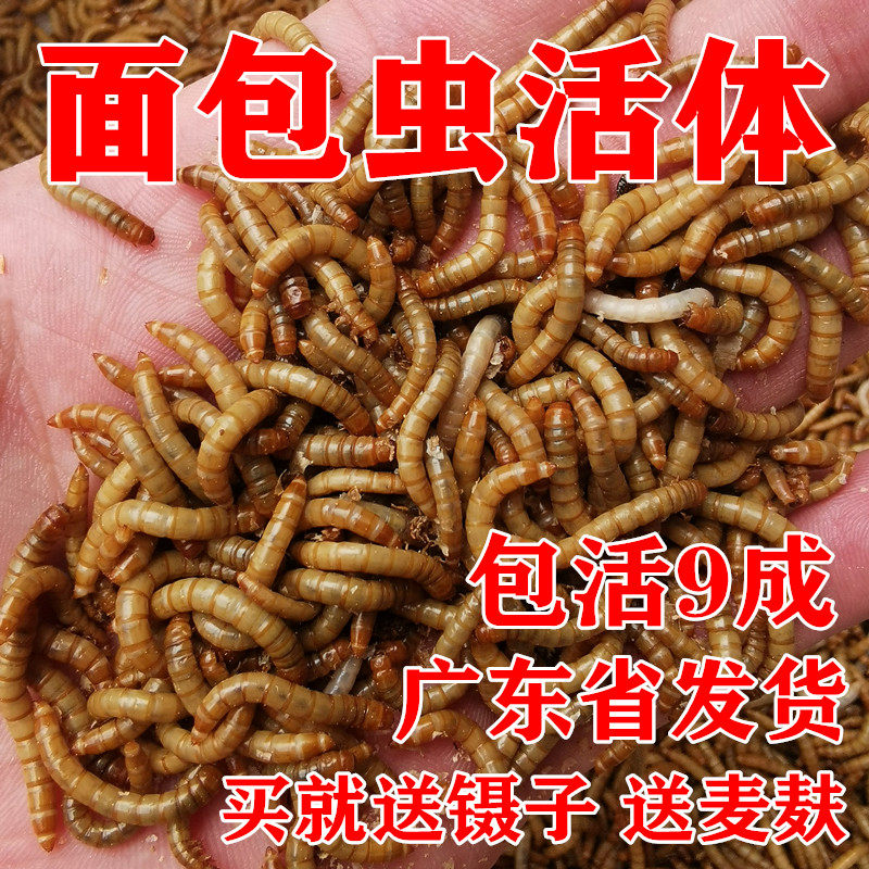 面包虫活虫 鲜活黄粉虫鹦鹉龙鱼乌龟鸟食仓鼠蜥蜴活体宠物饲料,宠物/宠物食品及用品,爬虫/鸣虫食物,淘宝优惠券,粉丝福利购,淘宝优惠卷