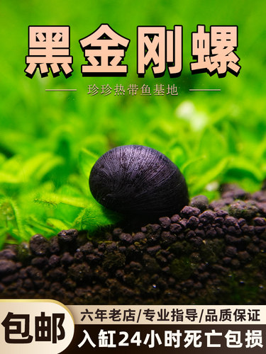 黑金刚螺除藻螺观赏螺清洁工具螺彩蛋螺苹果螺热带草缸杀手螺吃藻