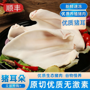 猪耳朵生鲜冷冻小根去毛干净冷冻生猪耳土猪耳片非无根卤菜商用