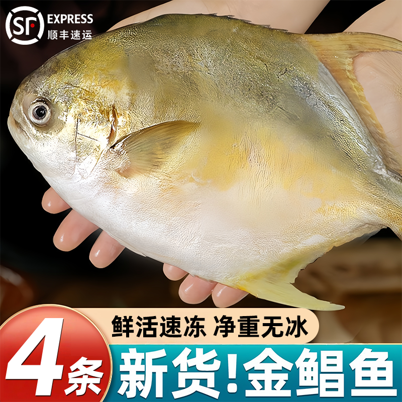 金鲳鱼新鲜冷冻特大超大金昌鱼