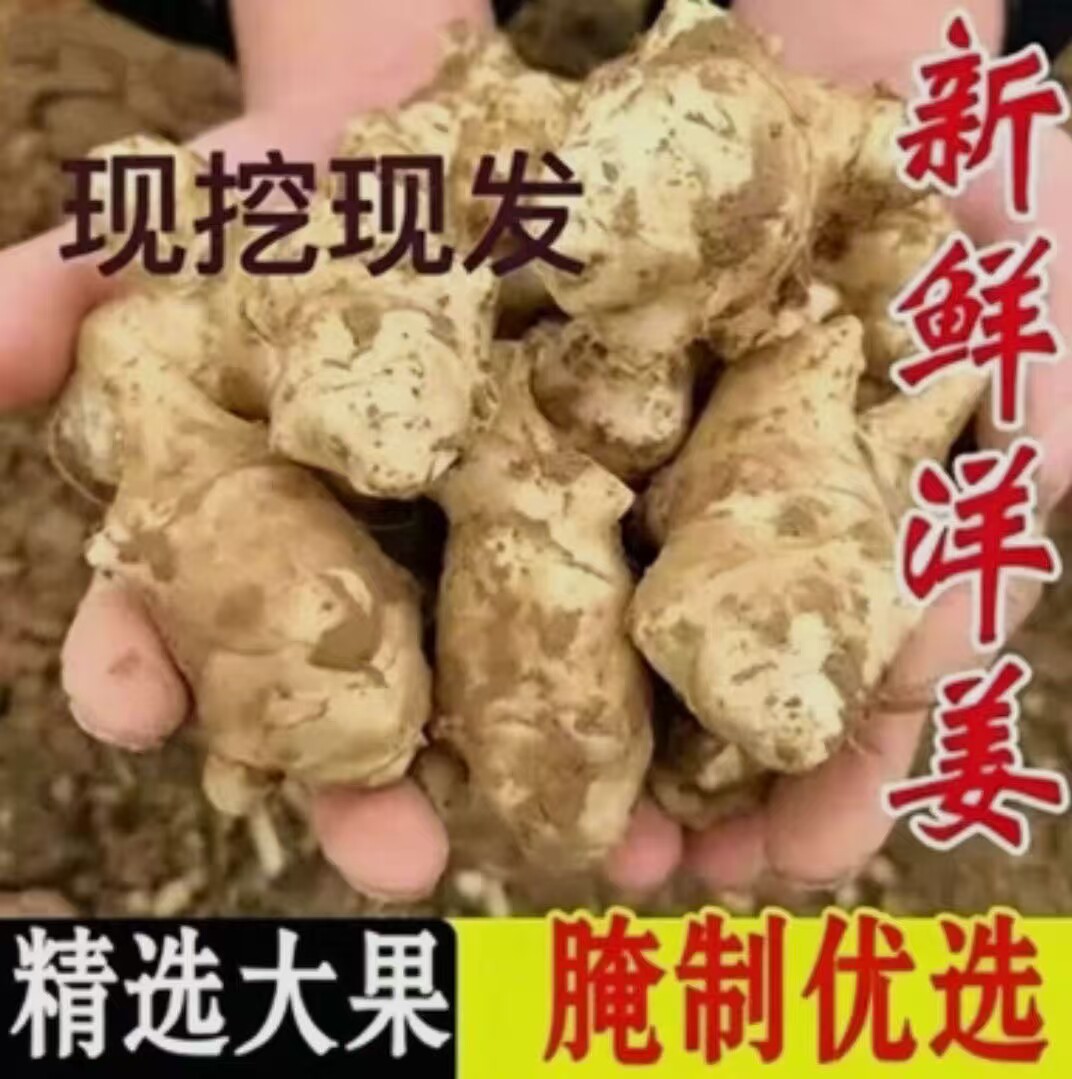 2026现挖现发野生洋姜鬼子姜不辣生阳姜农家蔬菜泡菜酱菜凉拌腌制