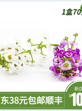 新鲜香雪50朵微型小白花紫色白色鲜花西餐摆盘蛋糕装饰花草点缀