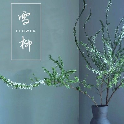 云南鲜枝雪柳长花期带芽雪柳鲜花水培插水泡水开花枝条