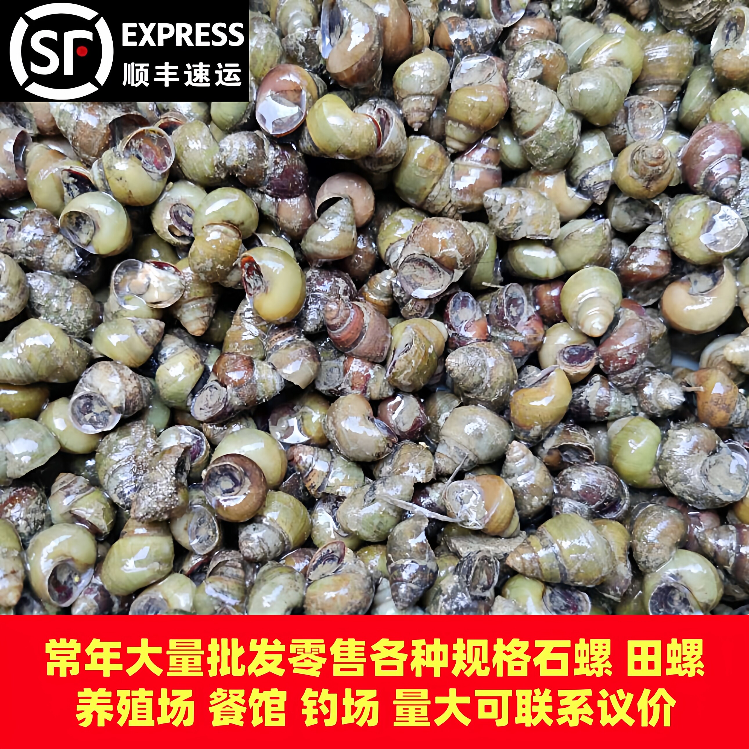 顺丰包邮钓鱼打窝螺螺蛳粉店批发