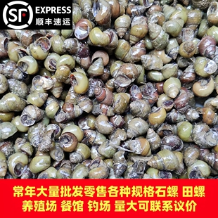 顺丰包邮钓鱼螺丝新鲜钓青鱼鲜活田螺活螺蛳打窝石螺螺蛳粉店批发
