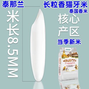 长粒香猫牙米泰那兰猫牙米8.5mm 7.5mm泰国原粮进口核心产区浓香