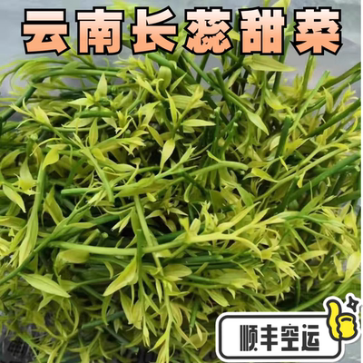 【顺丰空运】云南甜菜新鲜野菜长蕊菜雷公菜产地直销现采现发蔬菜