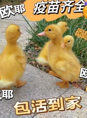 小鸭子柯尔鸭活物活宠物网红小黄鸭可达鸭活体可爱呆萌特级活的鸭