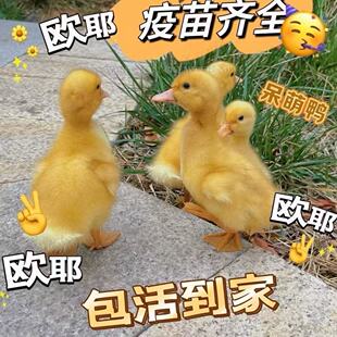 小鸭子柯尔鸭活物活宠物网红小黄鸭可达鸭活体可爱呆萌特级活的鸭