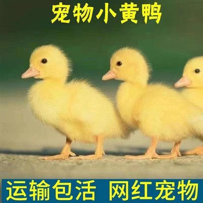 进口异色柯尔鸭宠物鸭种鸭CallDuck长不大成年宠物种蛋100%可孵化