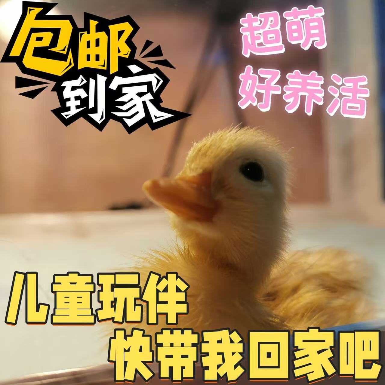 宠物小黄鸭网红小鸭子小萌鸭包活到家儿童玩伴宠物小黄鸭包邮