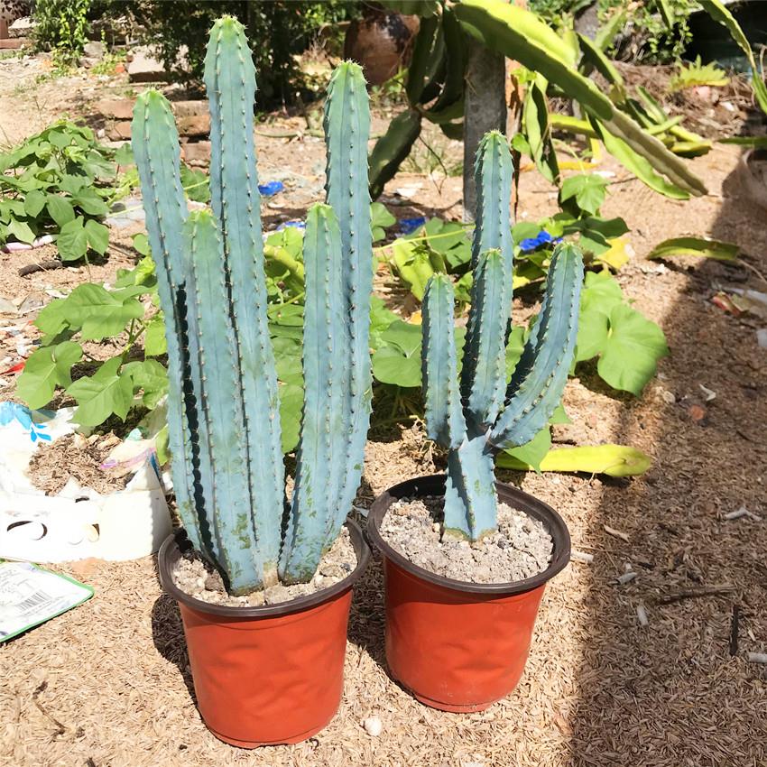 新品多肉植物龙神木蓝柱仙人掌美观易养护阳台室内防辐射盆栽包邮