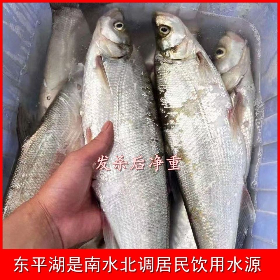 （净重）东平湖原生态翘嘴鱼小白淡水鱼类