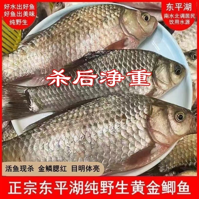（杀后净重）东平湖原生态新鲜鲫淡水鱼类
