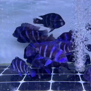 六间鱼萨依蓝进口观赏鱼热带淡水鱼
