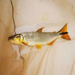 加拉辛猛鱼黄金河虎鱼热带观赏鱼大型猛鱼