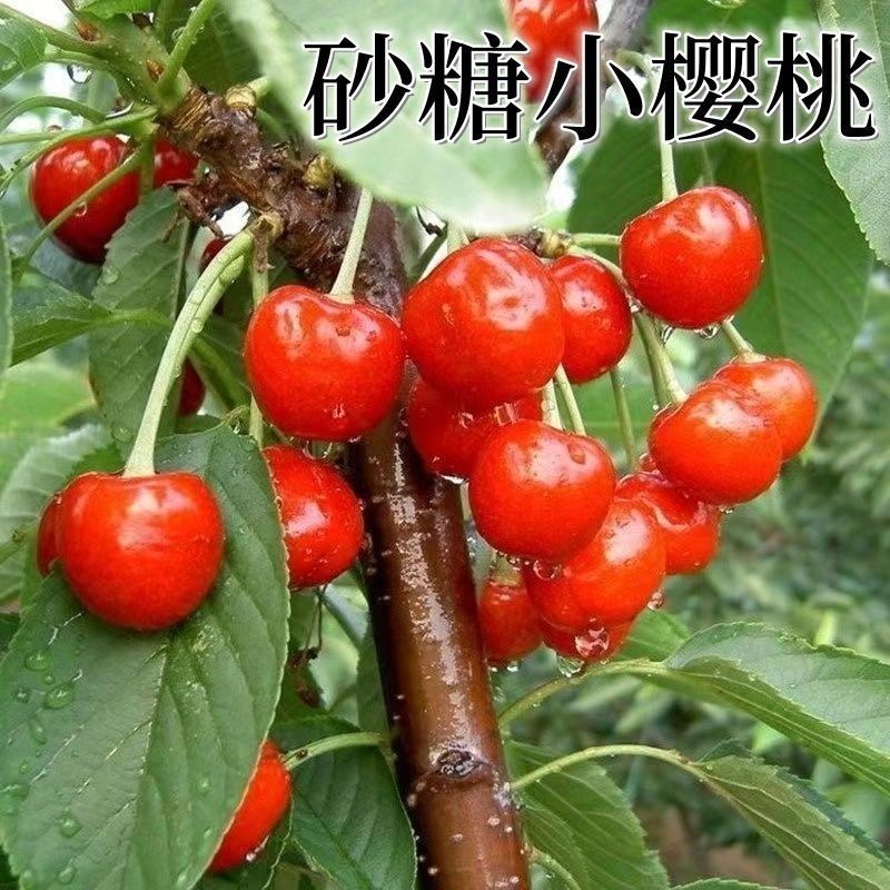 早熟砂糖小樱桃树四川达州樱桃苗嫁接果树苗南方北方种植当年结果