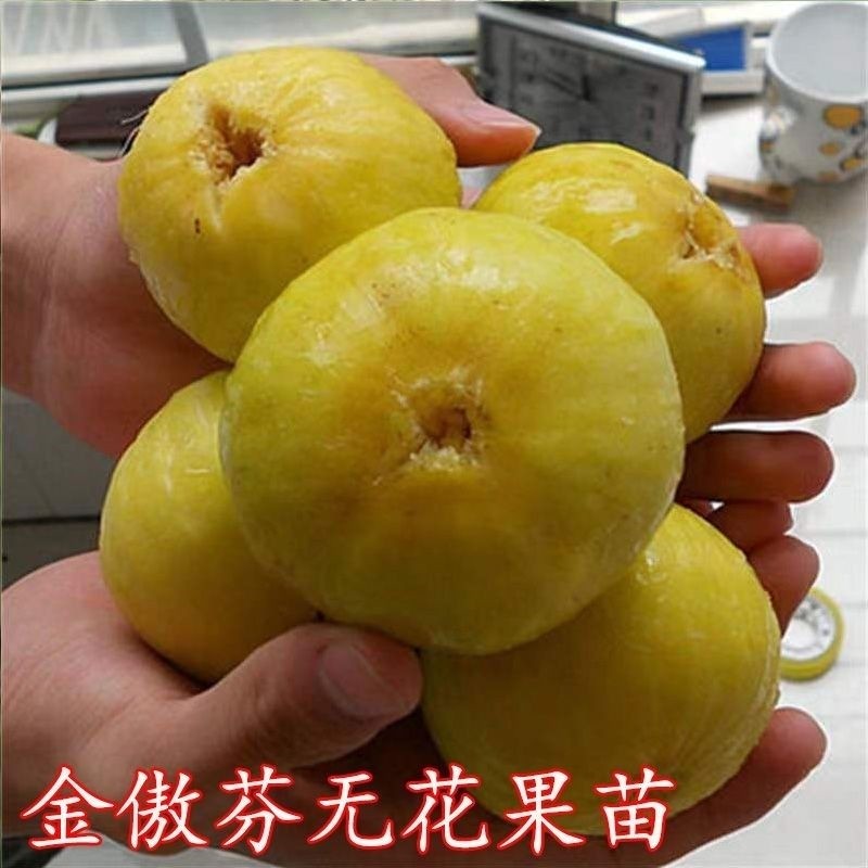 金傲芬无花果树苗盆栽地栽矮化南方北方种植阳台庭院当年结果