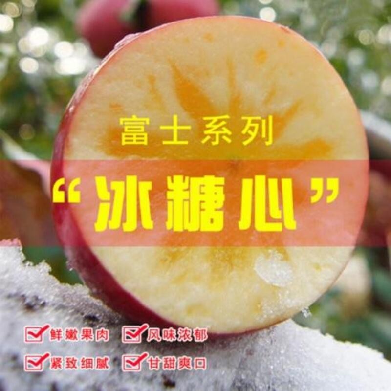 抗寒红富士苹果树苗嫁接寒富苹果苗北方种植抗冻品种当年结果