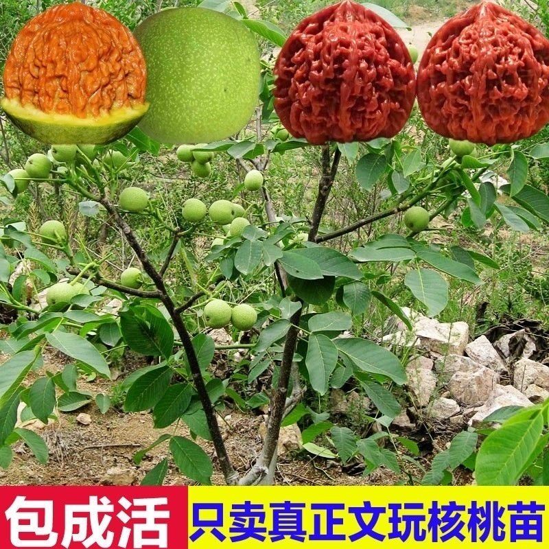 文玩核桃树苗把玩核桃嫁接苗麻核桃树苗狮子头官帽四座楼当年挂果