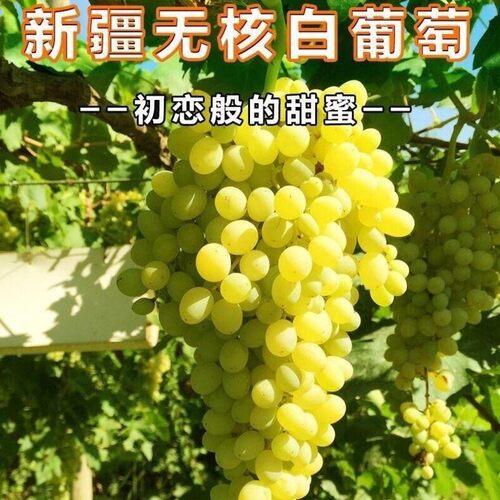 新疆无核提子葡萄树苖葡萄苗大苗爬藤葡萄树苗北南方种植果树果苗