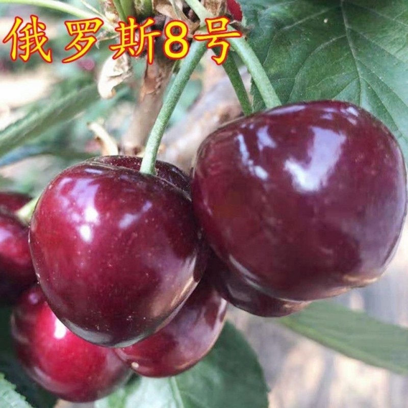 车厘子树苗 俄罗斯八号大樱桃树苗脱毒矮化俄8樱桃地栽苗当年结果
