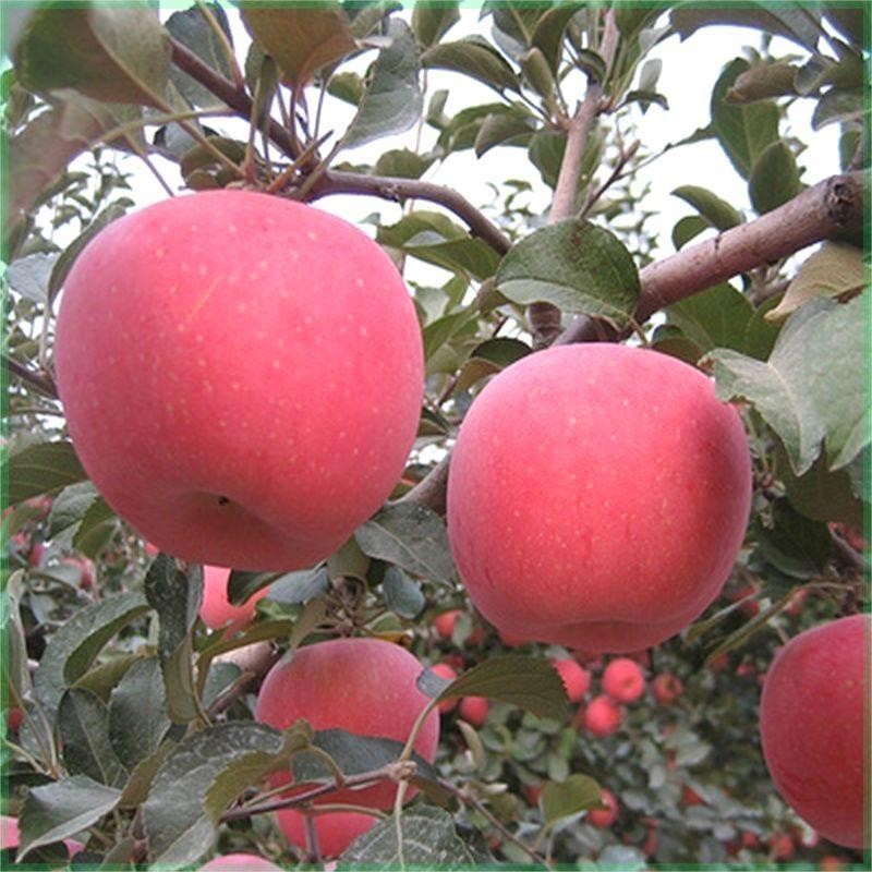 红富士苹果树苗烟富众成一号南方北方种植果苗地栽新201响富苹果