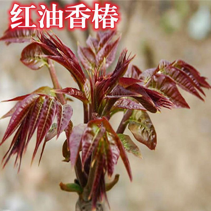香椿树苖红油苗绿盆栽地
