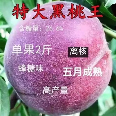 黑桃树苗桃树苗嫁接新品种冬桃苗盆栽地栽南方北方种植耐寒果树苗