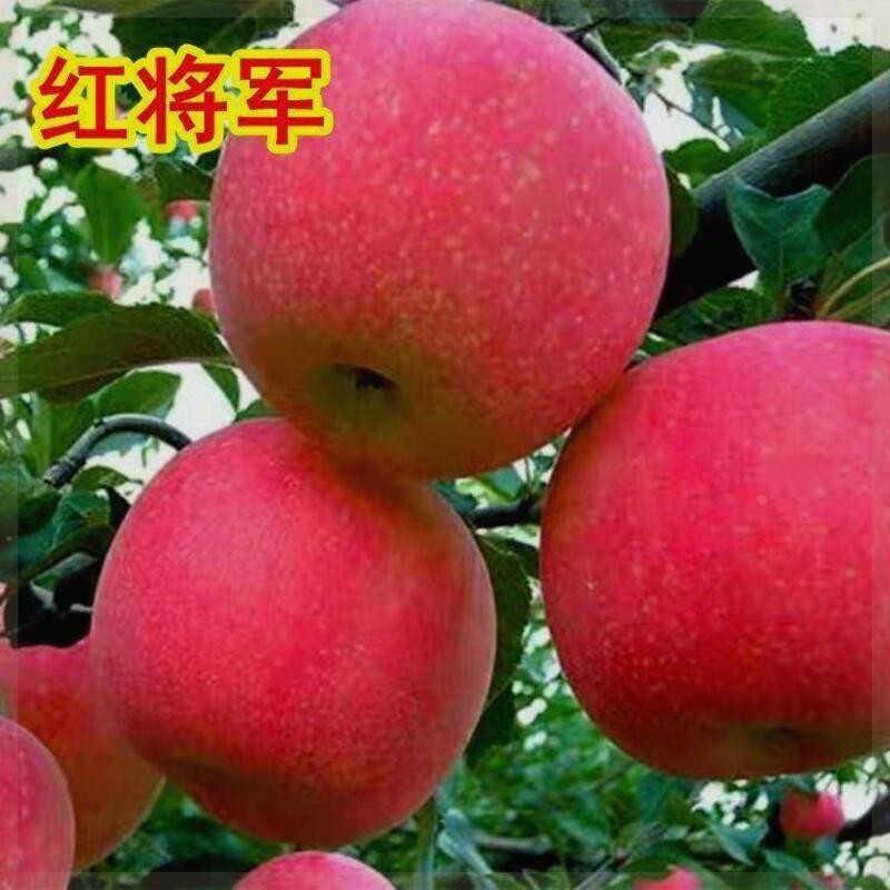 嫁接当年结果抗寒苹果种植红南北方中熟将军栽盆栽树苗地树苗苹果