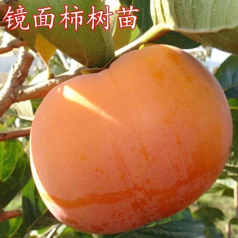 柿子树苗嫁接脆甜柿子苗镜面柿树苗新品种南北方种植盆栽地栽