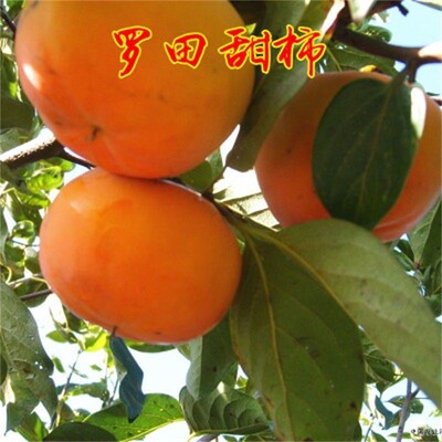 脆甜柿子树苗罗田甜柿树苗南方北方地栽种植果树苗庭院盆栽