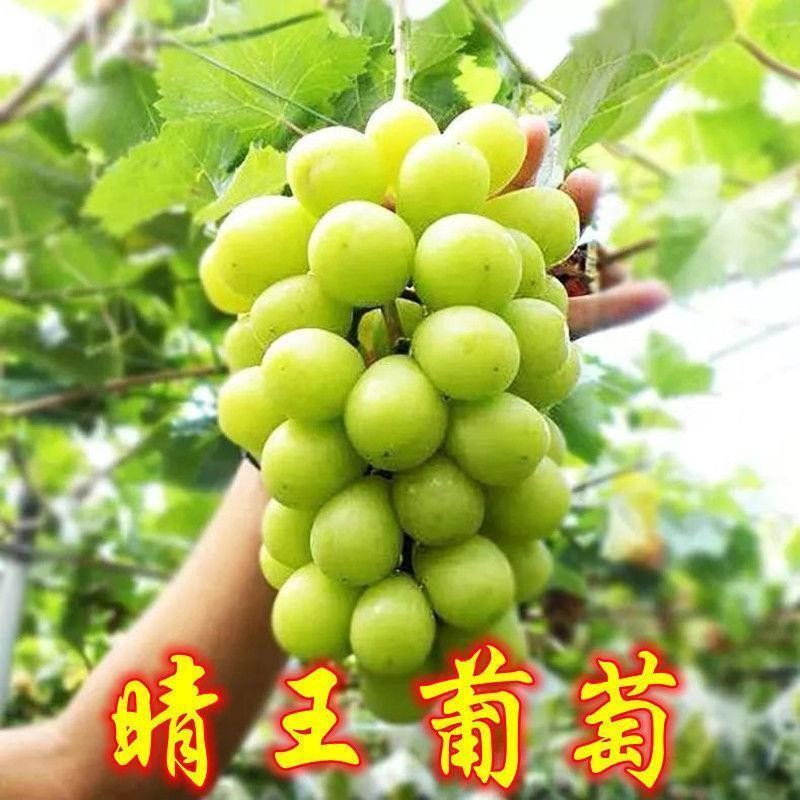 新品种日本香印晴王葡萄苗 阳光玫瑰无核葡萄树【新疆西藏专链】