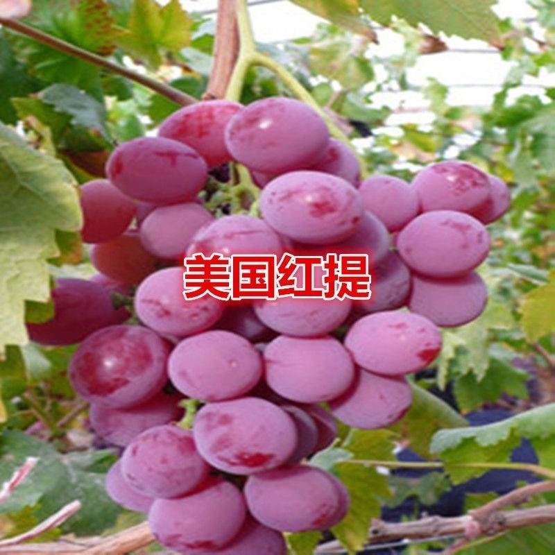 美国红提苗无籽红提子苗葡萄苗 红提葡萄树苗 盆栽地栽 当年结果