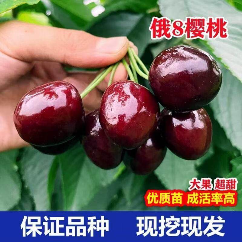 嫁接大樱桃树苗当年结果俄八车厘子盆栽地栽南北方四季种植果树苗