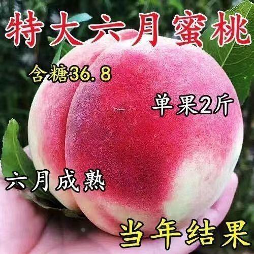 嫁接桃树苗超甜早熟六月脆桃离核脆甜多汁盆栽地栽当果树果苗