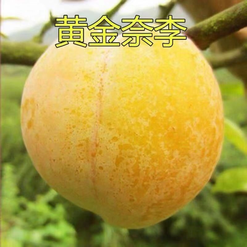 种植李子树苗 黄金奈李树苗 种植油奈李子苗 青奈李苗 南北方嫁接