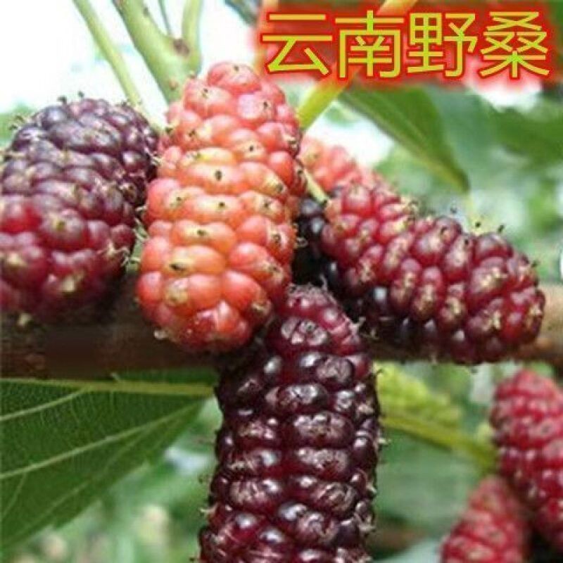 白玉桑葚黑珍珠桑椹果树苗南方北方种植盆栽地栽隔年结果桑椹树苗