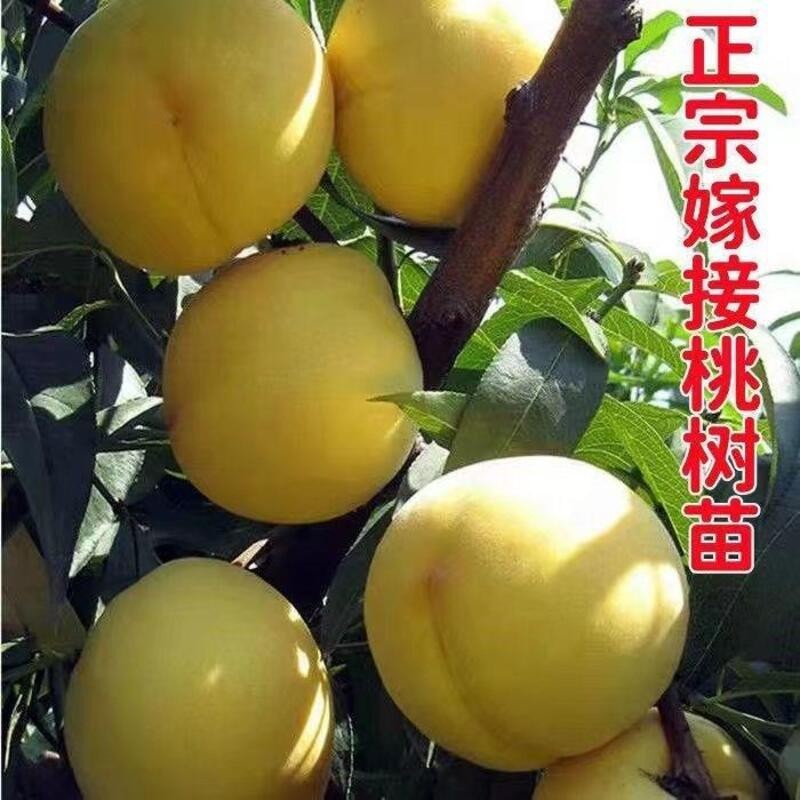 嫁接桃树苗超甜早熟香蜜黄桃树苗南北方种植盆栽地栽当年结果
