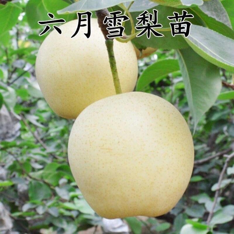 嫁接早熟梨树苗 六月雪梨苗南方北方种植盆地栽梨树苗当年结果苗