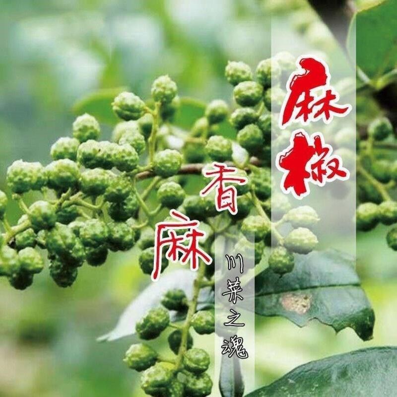 花椒树苗 少刺 当年结果食用 盆栽矮化地栽庭院抗冻南北方种植