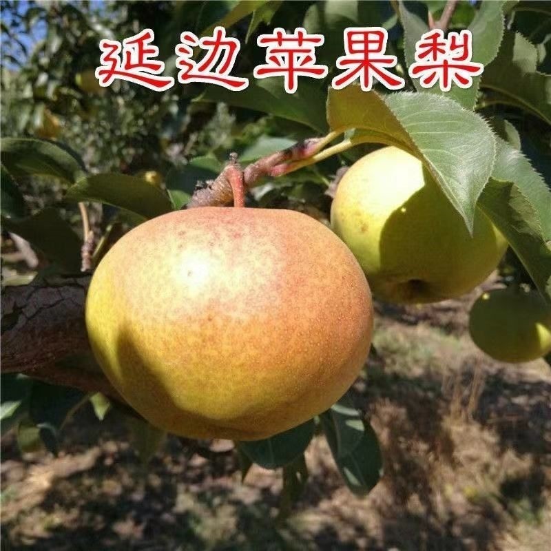 延边苹果梨苗 地栽梨子苗 南北方种植当年结果果树苗  嫁接梨树苗