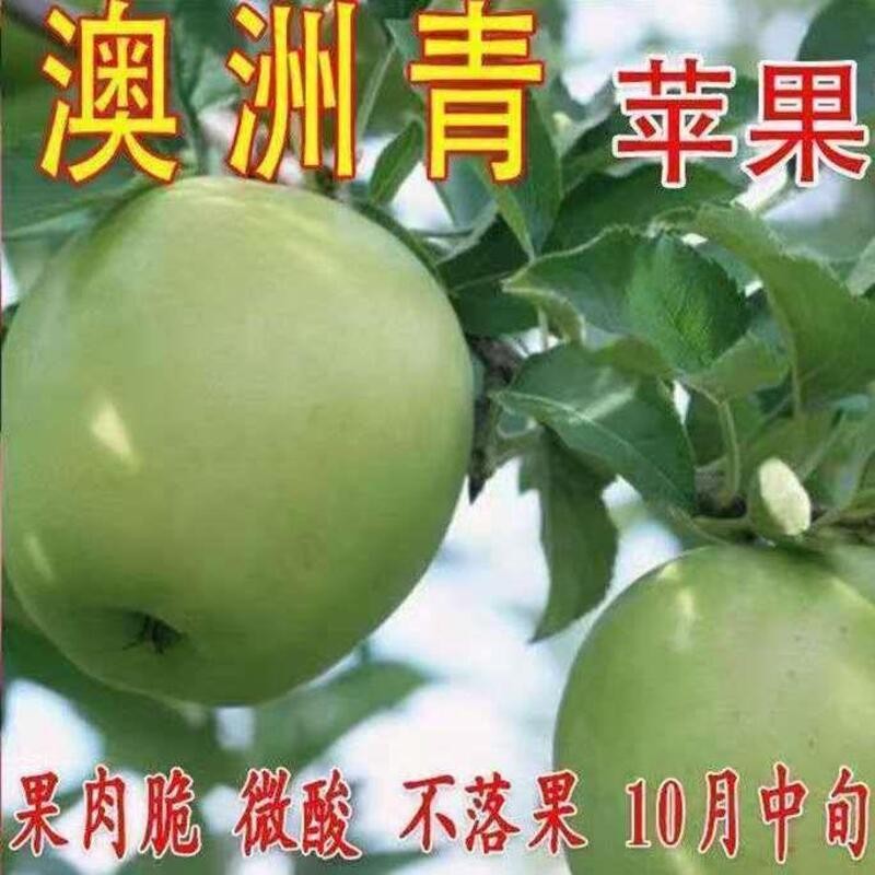 新品种澳洲青苹果苗嫁接正宗苹果树苗南方北方种植当年结果树苗