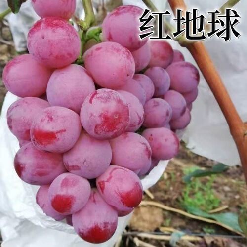 红地球葡萄晚熟葡萄树苗 晚红葡萄 大红球葡萄红提葡萄苗 果树苗