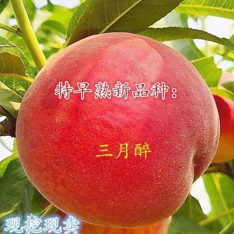 嫁接早熟桃树苗三月醉脆蜜
