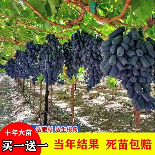 甜蜜蓝宝石葡萄树苗嫁接葡萄苗盆栽地栽当年结果南北方种植
