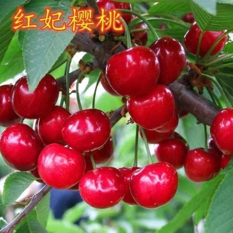 红妃樱桃树苗果矮化南北方图片