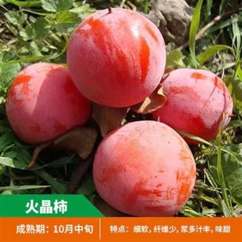 柿子苗树嫁接脆甜柿子树苗带土果苗南北方庭院种植地栽当年结果